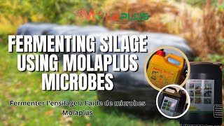 Fermenting Silage Using Molaplus Microbes  Fermenter lensilage à laide de microbes Molaplus [upl. by Ahseinek]