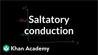 Saltatory conduction in neurons  Human anatomy and physiology  Health amp Medicine  Khan Academy [upl. by Yatnahs]