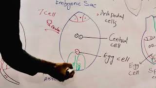 Double fertilization zygote formation fusion of gametes [upl. by Akeit]