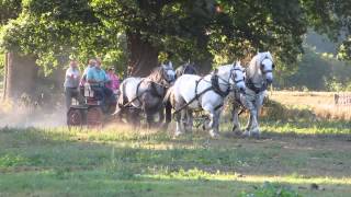 Four in Hand of Percherons [upl. by Rollin]