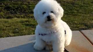 Cute Freshly Groomed Bichon Frise [upl. by Elokyn593]