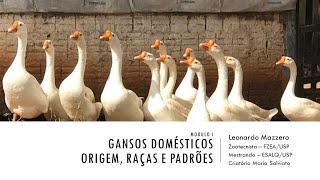 GANSOS DOMÉSTICOS  ORIGEM RAÇAS E PADRÕES [upl. by Aipmylo692]