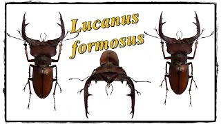 Lucanus formosus  Präparation  Mounting [upl. by Gemini]