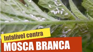 FIM DA MOSCA BRANCA  3 Receitas infalíveis [upl. by Jenelle423]