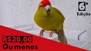 KAKARIKI BIRD  ESSA AVE VAI SER SUA  AVES E PASSAROS EXÓTICOS DA CAMPANHA [upl. by Annamarie206]