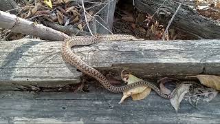 Gopher Snake [upl. by Wiersma591]