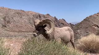 Captan senderistas a borrego cimarrón pastando cerca de La Rumorosa [upl. by Aleira895]