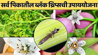 काळ्या थ्रिप्सचा सर्वोत्तम उपाय  How To Control Black thrips thrips blackthrips chilli cotton [upl. by Pitt]