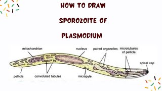 How to draw Sporozoite of Plasmodium plasmodium parasite zoologyclasses [upl. by Ahsok]