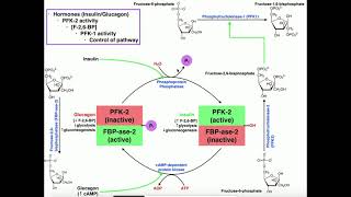 Glycolysis  Regulation of PFK1Glycolysis Via PFK2 Activity [upl. by Halli]