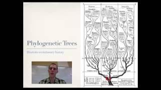 Phylogeny [upl. by Pattie122]