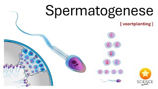 Spermatogenese  GENETICA [upl. by Lilak]