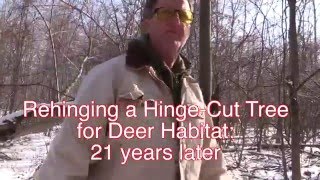 Rehinging a Hinge Cut Tree for Deer Habitat 21 Years Later [upl. by Ylhsa]