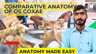 lecture  21Comparative anatomy of os coxae of horseox and dogVeterinary anatomy in HindiUrdu [upl. by Naro]