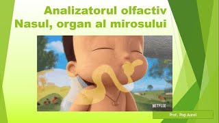 Analizatorul olfactivNasul organ al mirosului [upl. by Norabal]