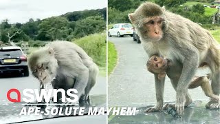 Moment entire family of monkeys swarm UK familys car at safari park  SWNS [upl. by Hedda136]