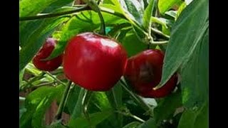 ⟹ Manzano Red Pepper Capsicum pubescens PLANT REVIEW pepper [upl. by Anton167]