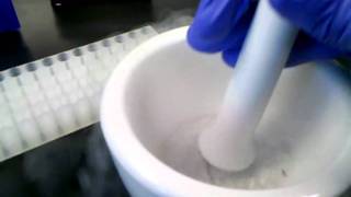 Tissue disruption using liquid nitrogen [upl. by Norene]