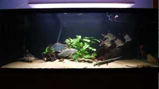 396 gallon Monsterfish tank feeding  SB RTC Lates stingray knifefish Gar [upl. by Herve]