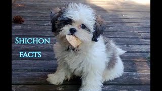 Shichon Facts  Puppies and Full Grown Dogs [upl. by Swan]