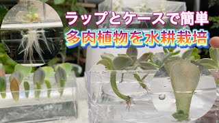 【多肉植物増やし方】①水耕栽培・ガーデニング [upl. by Daph]