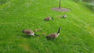 Couple Canadian geese with chicks [upl. by Enirolf]