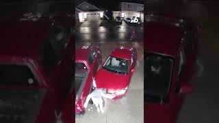 Washington man confronts thief breaking into his truck [upl. by Lamarre]