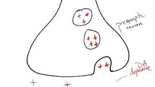 Antipsychotic Drug Mechanism [upl. by Zaob]