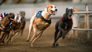 NSW government launches inquiry into greyhound racing [upl. by Nolad]