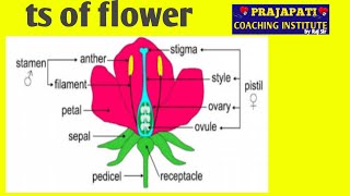 structure of flowerchina rosehibiscus rosa [upl. by Outhe]