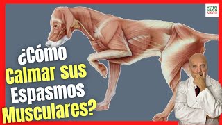 🆘 ¿CÓMO CALMAR LOS ESPASMOS MUSCULARES EN PERROS 🆘 [upl. by Ronoc540]