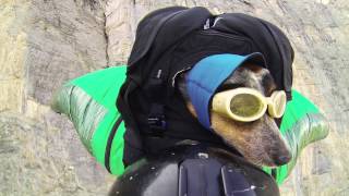 Worlds First Wingsuit BASE Jumping Dog [upl. by Eimareg]