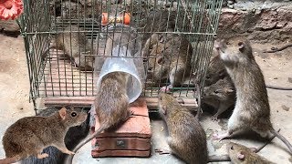 Best Rat Trap 2019 🐀 15 Mice in trapped 1 Hour 🐭 Mouse Rat trap 👍 How to Make Rat Trap [upl. by Ronnie]