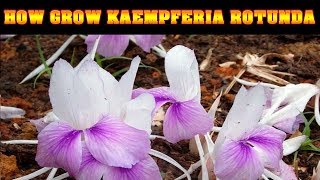 How grow summer bulbs kaempferia rotunda or भूमीचम्पाbhumi champa journey bulbs to flower [upl. by Rosalinde]