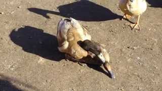 Khaki Campbell Ducks Mating [upl. by Wanonah]