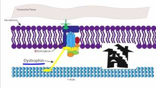 Muscular Dystrophy [upl. by Jolenta]