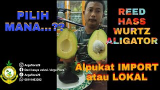 Alpukat Reed Ciapus Review alpukat 4 jenis sekaligus [upl. by Nalac]