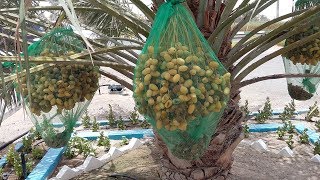 ► DATES Growing  Ripe Dates  Plam Season [upl. by Ardnosac]