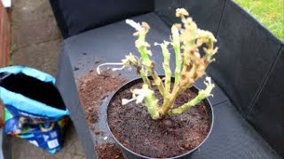 How to Bring Geraniums Out from Winter Storage [upl. by Eicram128]