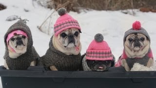 Cutest Pugs Snow Sledding Party [upl. by Auqinal]