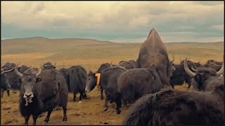 Tibetan wild yak [upl. by Steddman]