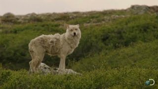 Gray Wolves Hunt Caribou  North America [upl. by Akira164]