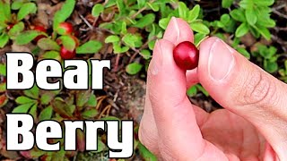 BEARBERRY  The Fruit That is Popular Among Bears and Bedwetters Uvaursi Weird Fruit Explorer [upl. by Namara]