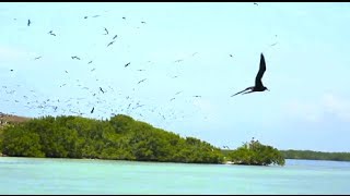 Reserva de la Biosfera Calakmul Campeche [upl. by Dlanigger]