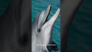 Amazing Dolphins Intelligence Playfulness and Social Structuredolphins [upl. by Octavla976]