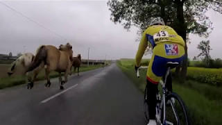 Des chevaux en pleine course cycliste [upl. by Collbaith]