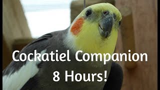 Cockatiel Companion 8 HOURS OF COCKATIEL SOUNDS Mega Compilation [upl. by Tris]