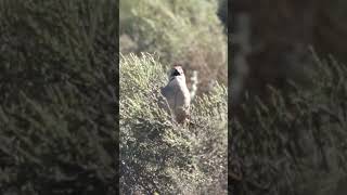 Cape Grassbird singing Overbergshorts birds birdsinging [upl. by Oremodlab]