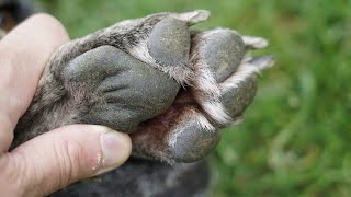 Dog Itchy Paws Yeast infection Treatment [upl. by Roumell2]