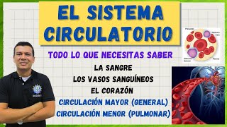 EL SISTEMA CIRCULATORIO CARDIOVASCULAR G ROJOS BLANCOS PLAQU LA CIRCULACION humana MAYOR Y MEN [upl. by Inoj963]